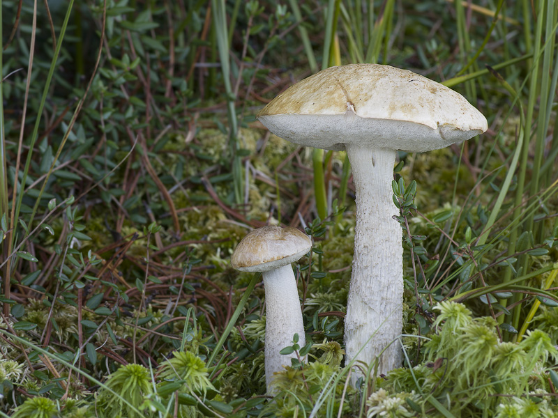 Leccinum brunneogriseolum